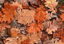 The October Theory: A Month for Reflection and Transformation