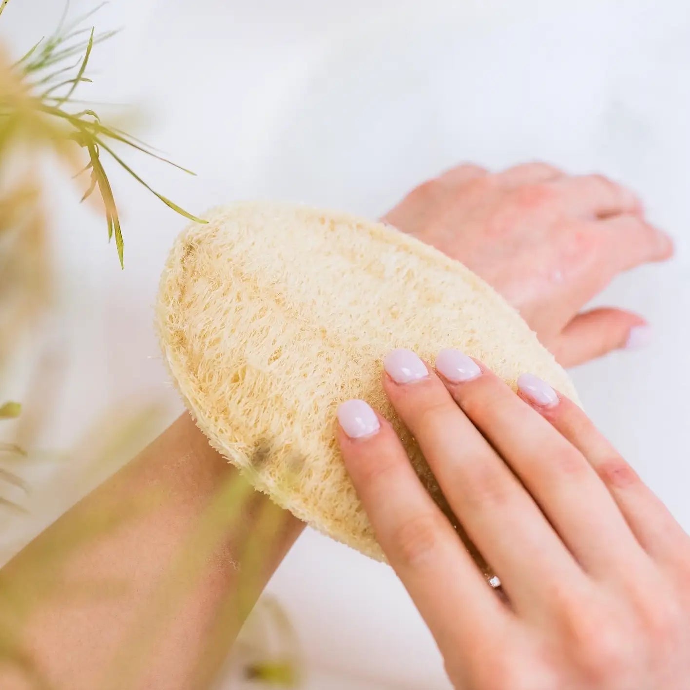 Exfoliating Large Loufa